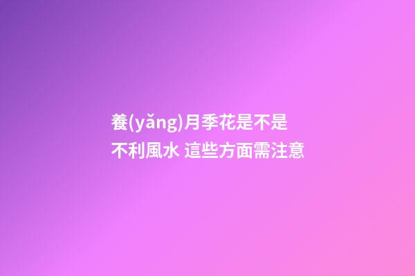 養(yǎng)月季花是不是不利風水 這些方面需注意